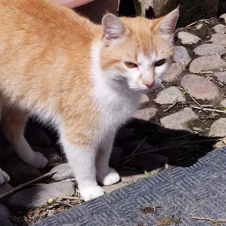 Emily Hof Doettgebuell Appartamento Aventoft