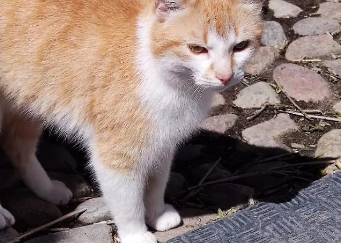 Emily Hof Doettgebuell Apartmán Aventoft